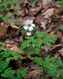 Anemone altaica. Цветущее растение. Самарская обл., национальный парк \"Самарская Лука\", гора Верблюд, широколиственный лес. 01.05.2021.