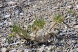 Astragalus pterocephalus. Плодоносящее растение на дне сая. Южный Казахстан, Таласский Алатау, подгорная степь, безымянный сай. 13.08.2010.