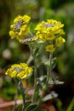 Alyssum trichostachyum