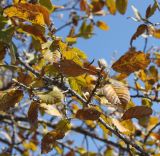 Quercus ithaburensis. Ветви с опадающими листьями. Израиль, г. Кармиэль, городской парк. 13.02.2011.