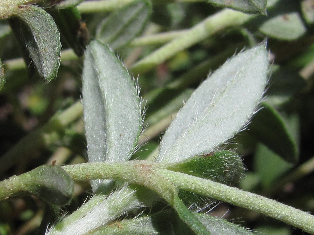 Image of Helianthemum georgicum specimen.