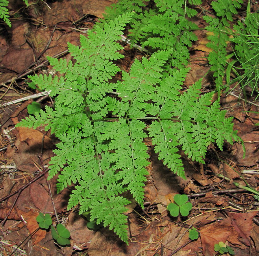 Изображение особи Rhizomatopteris montana.