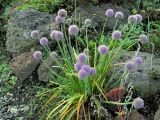 Allium nutans