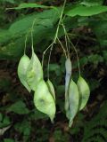 Lunaria rediviva