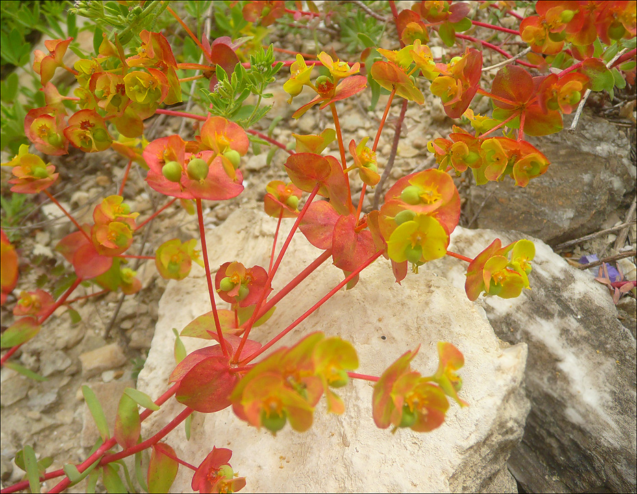 Изображение особи Euphorbia petrophila.