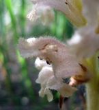 Orobanche caryophyllacea