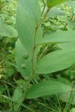 Polygonatum odoratum