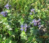 Gentiana fischeri