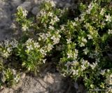 Galium humifusum