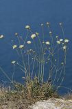 Cephalaria uralensis. Цветущее растение. Крым, Тарханкутский п-ов, ур. Джангуль, сухая степь на кромке берегового обрыва. 06.08.2012.