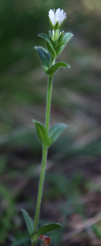 Image of Cerastium holosteoides specimen.