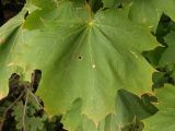 Acer platanoides