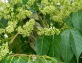 Ailanthus altissima. Соцветия с мужскими цветками и сегменты листьев. Крым, г. Судак, генуэзская крепость. Июнь 2013 г.