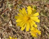 Crepis tectorum. Распустившееся и нераспустившееся соцветия. Украина, г. Запорожье, недалеко от оз. Бутылка, возле свалки. 30.06.2013.