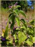 Clinopodium vulgare