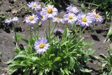 Aster alpinus