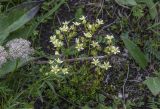 Saxifraga funstonii