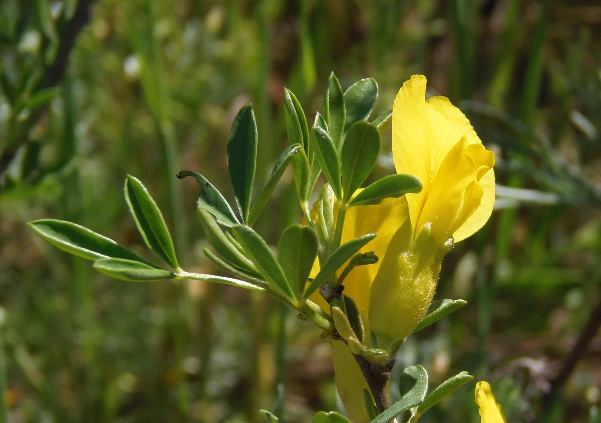 Изображение особи Chamaecytisus borysthenicus.