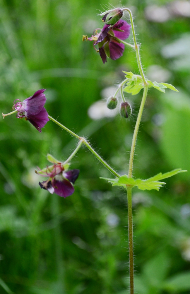 Изображение особи Geranium phaeum.