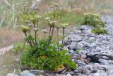 Ligusticum scoticum. Цветущее растение на прибрежной каменистой россыпи. Мурманская обл., п-ов Средний, м. Волоковый. 28.07.2014.