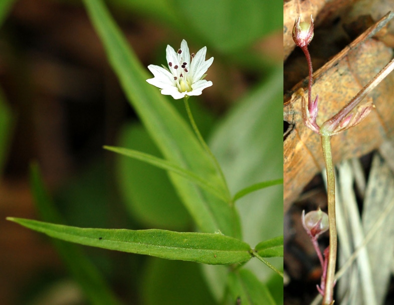 Изображение особи Pseudostellaria sylvatica.