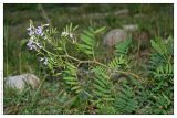 Galega officinalis. Цветущее растение. Республика Абхазия, г. Сухум. 19.08.2009.