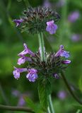 Clinopodium vulgare