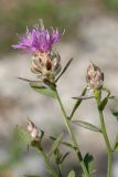 Centaurea deusta