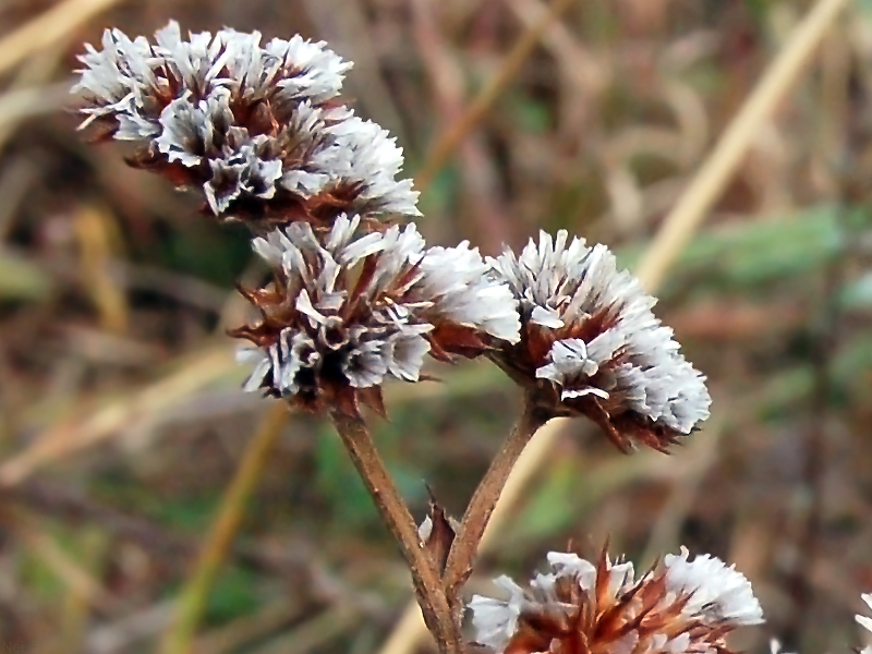 Изображение особи Goniolimon speciosum.