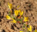 Caragana pleiophylla. Ветвь с цветками. Кыргызстан, Нарынская обл., правый берег р. Нарын, плато ниже впадения р. М. Нарын. 24.04.2015.