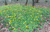 Doronicum orientale