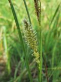 Carex rostrata