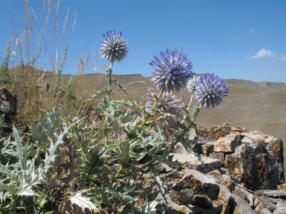 Изображение особи Echinops pubisquameus.