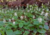 Maianthemum bifolium