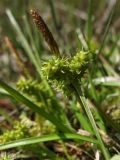 Carex serotina