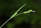 Carex augustinowiczii