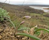 Tulipa biflora. Цветущее растение в песчаной степи. Украина, Донецкая обл., Константиновский р-н, РЛП \"Клебан-Бык\". 04.04.2010.