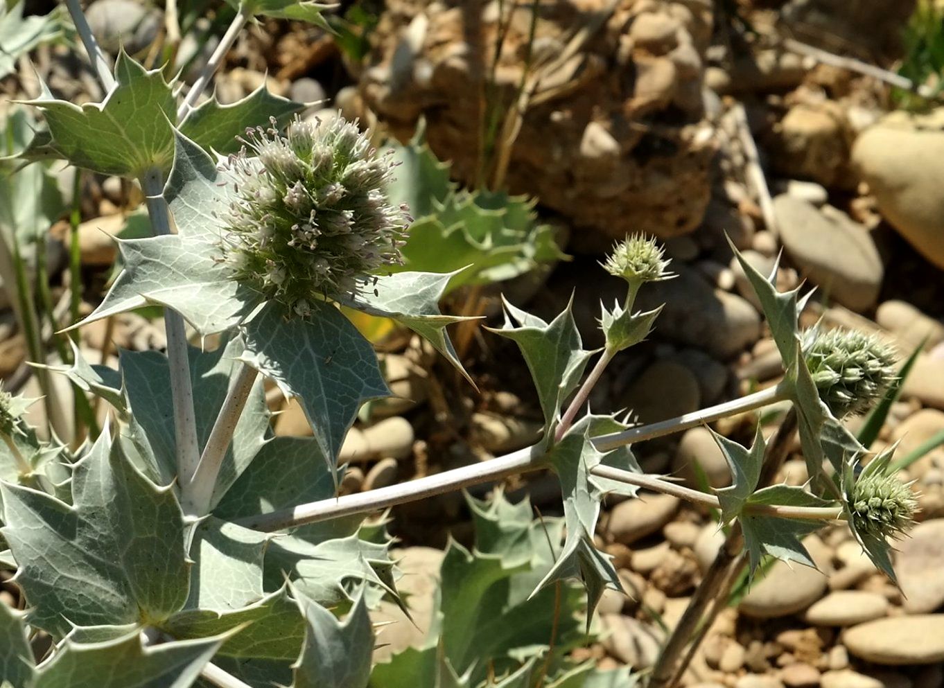 Изображение особи Eryngium maritimum.