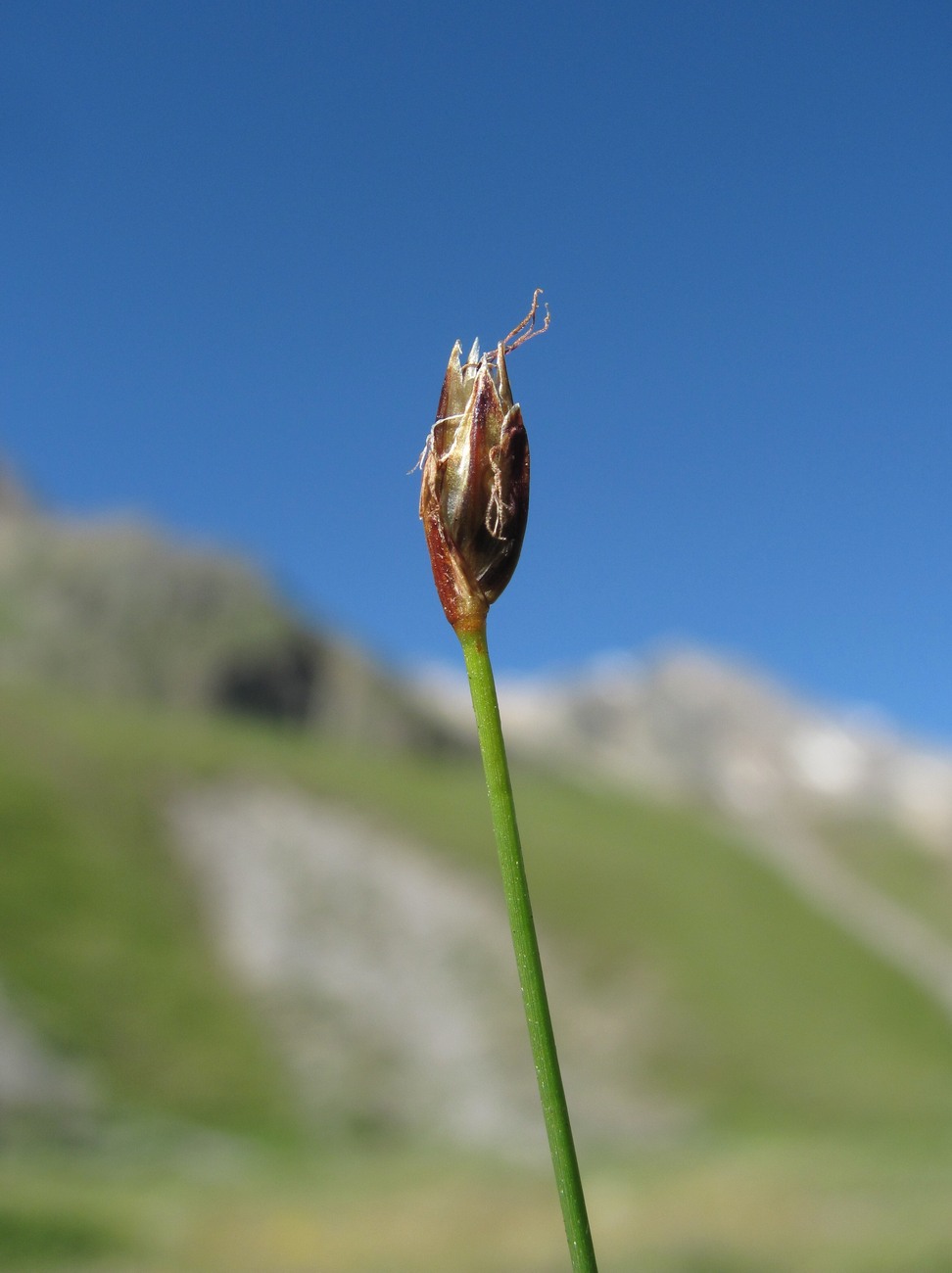 Изображение особи Eleocharis quinqueflora.