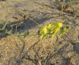 Linaria sabulosa. Верхушка цветущего растения. Крым, окр. Евпатории, пересыпь оз. Сасык, приморские пески. 17 сентября 2017 г.