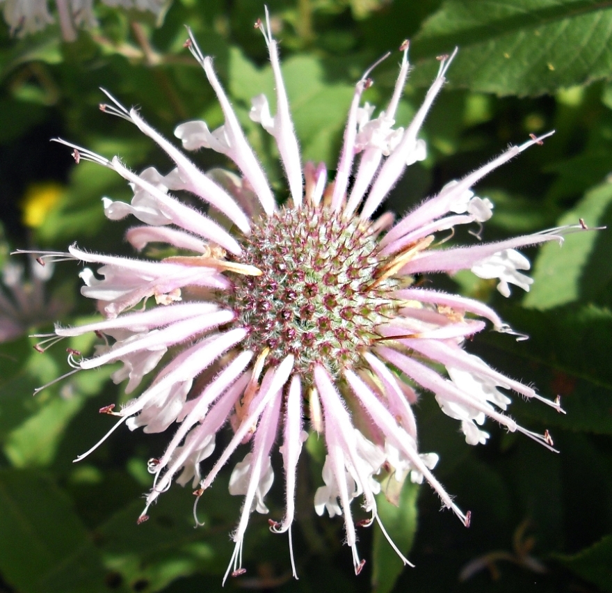 Изображение особи Monarda fistulosa.