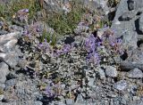 Nepeta kokanica