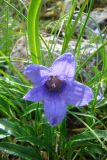 Campanula dasyantha