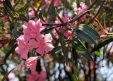 Nerium oleander