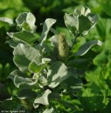 Salix lanata