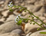 Myosotis palustris. Верхушка цветущего и плодоносящего побега. Северный Урал, Пермский край, правый берег р. Язьва ниже Коноваловского Камня, на галечнике. 20 августа 2016 г.