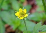 Geum urbanum