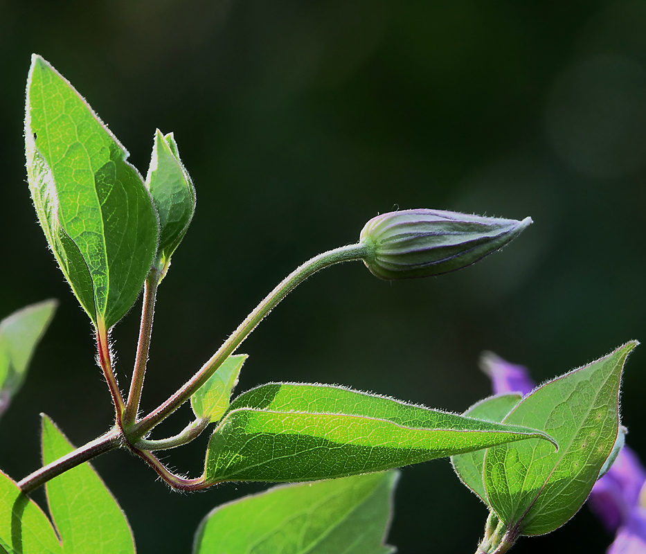 Image of Clematis &times; jackmanii specimen.