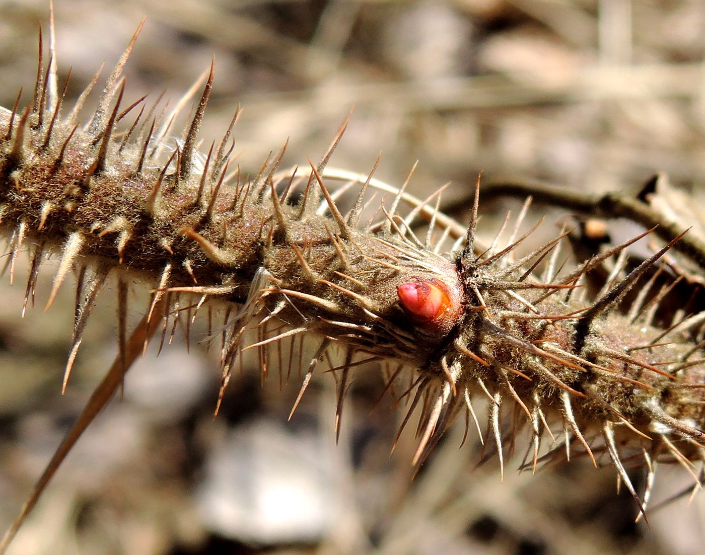 Image of Rosa rugosa specimen.