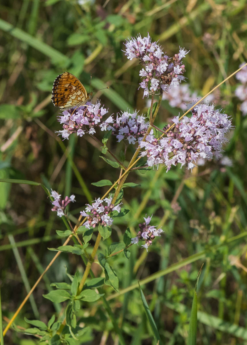 Изображение особи Origanum vulgare.